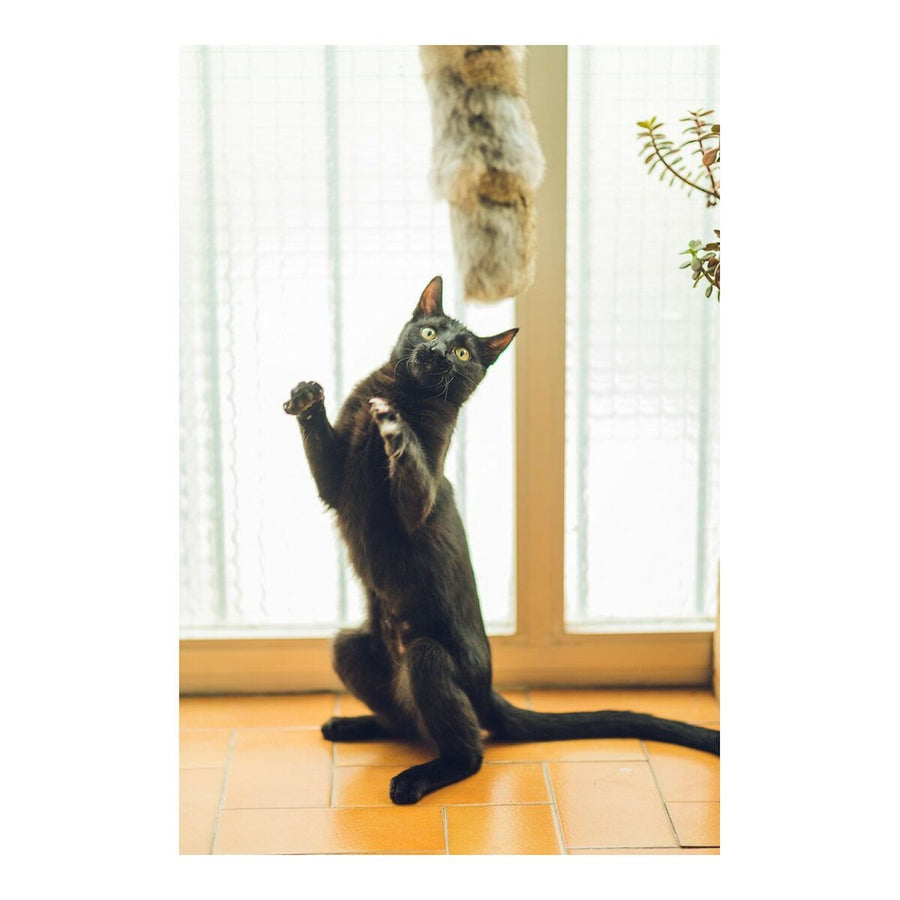 Igrača za mačke Gloria Gehry Blazina (40 x 11 cm)