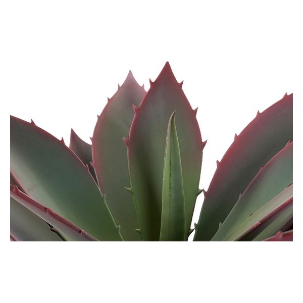 Dekorativna rastlina DKD Home Decor polipropilen EVA (45 x 45 x 55 cm)